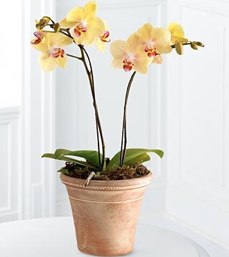 An Orchid Plant 